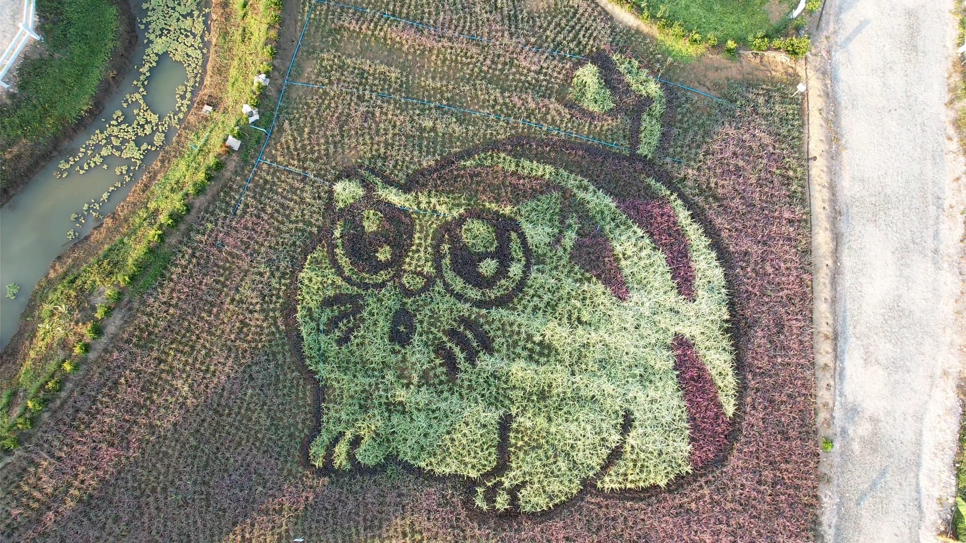 ปลากัดไทย 2568